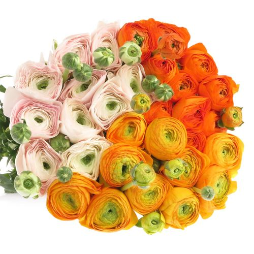 Ranunkel 3X10 Cloni Super 40cm