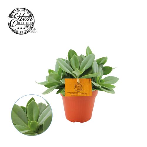 Senecio Cephalophorus T12 H20