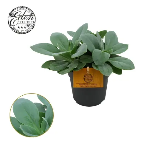Senecio Cephalophorus T12 H20