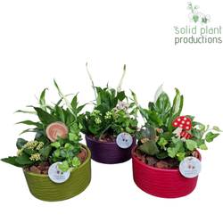 Spath.Arr Loes Herbst mix SP003A T19 H030