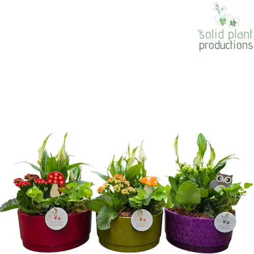 Spath.Arr mix SP003A Loes Herbst T19 H030