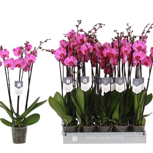 Phal.3-R rosa 22+ T12 H060