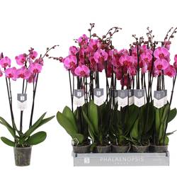 Phal.3-R rosa 22+ T12 H060
