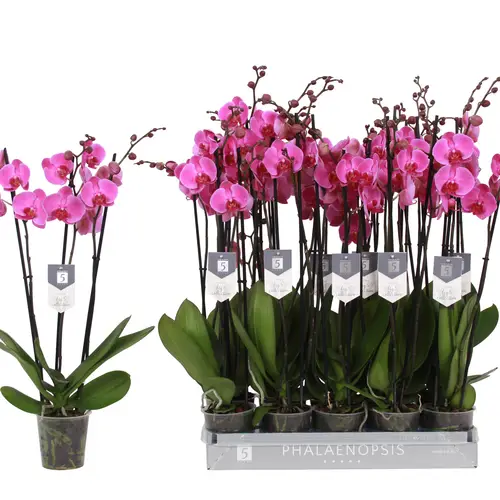 Phal.3-R rosa 22+ T12 H060