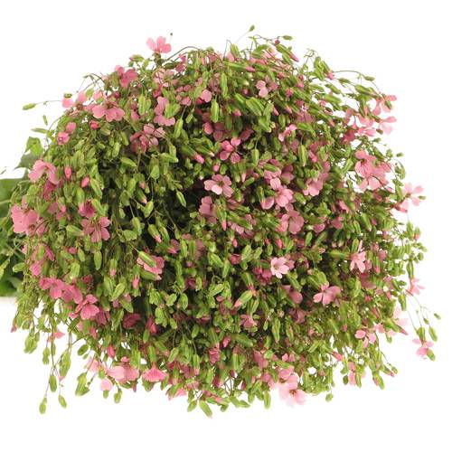 Saponaria rosa x5 70cm