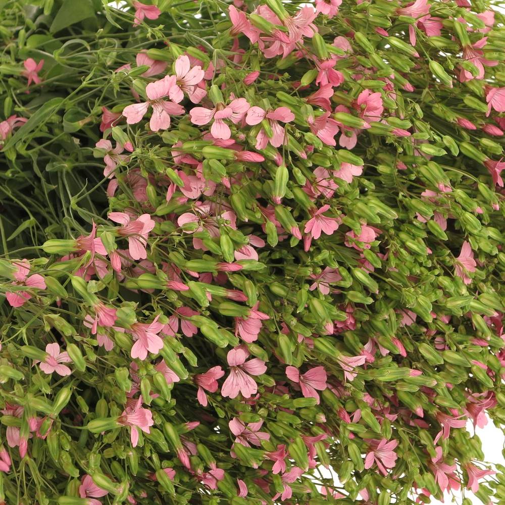Saponaria rosa x5 70cm