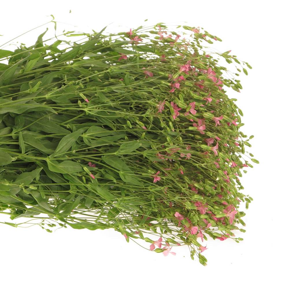 Saponaria rosa x5 70cm