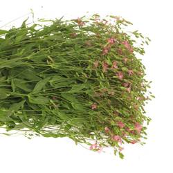 Saponaria rosa x5 70cm