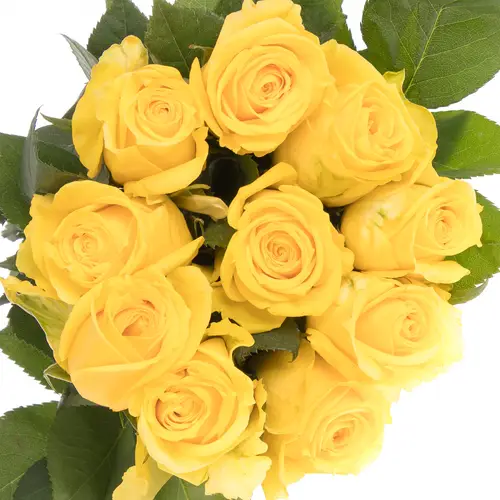 Rose gelb Super Sun (Ec) 60cm X10