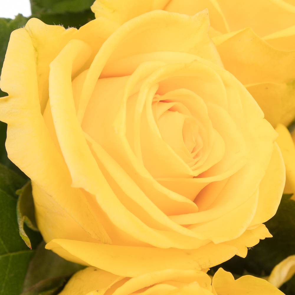 Rose gelb Super Sun (Ec) 60cm X10