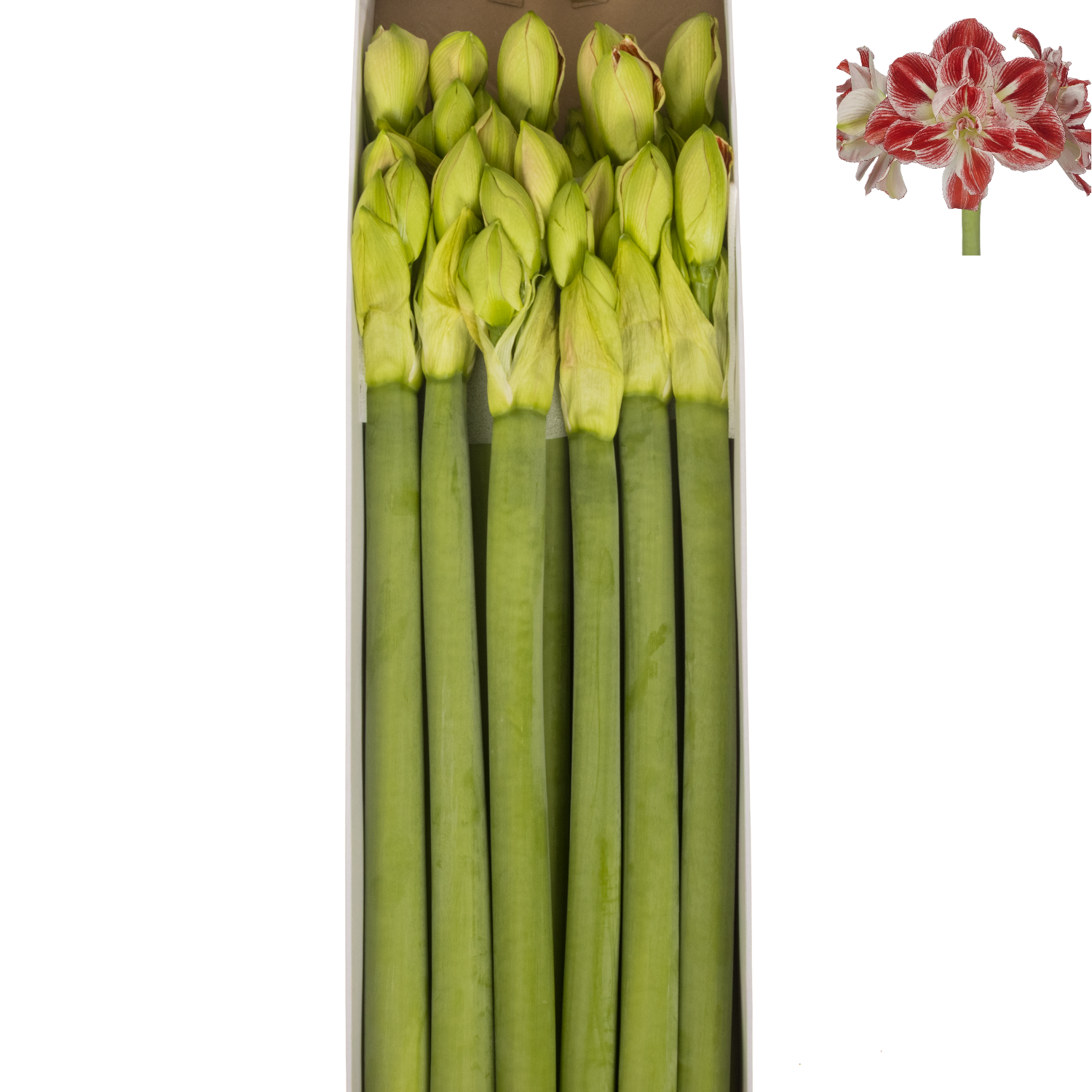 Amaryllis Krt.rot-creme/weiss Dazzling Majesty x 12