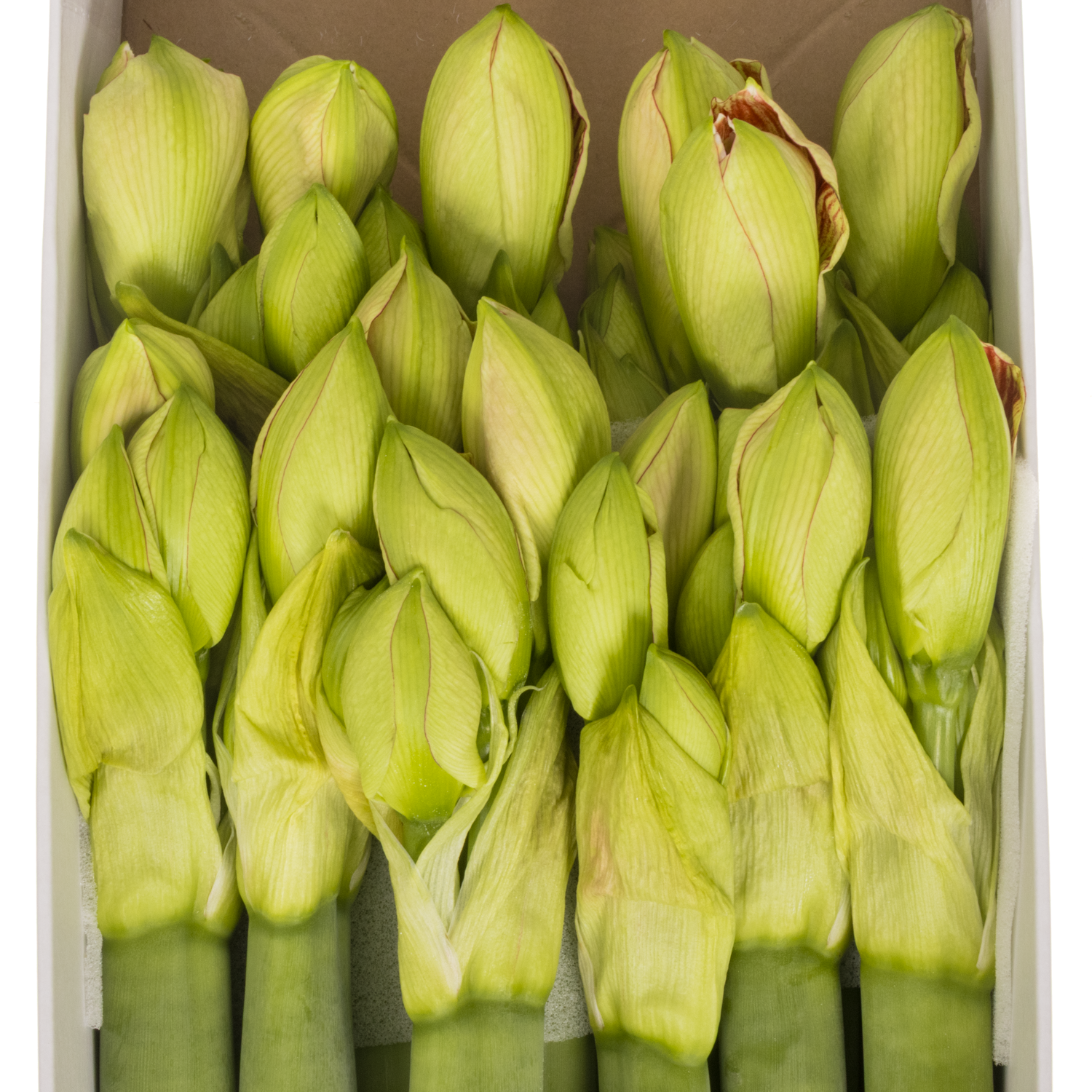 Amaryllis Krt.rot-creme/weiss Dazzling Majesty x 12