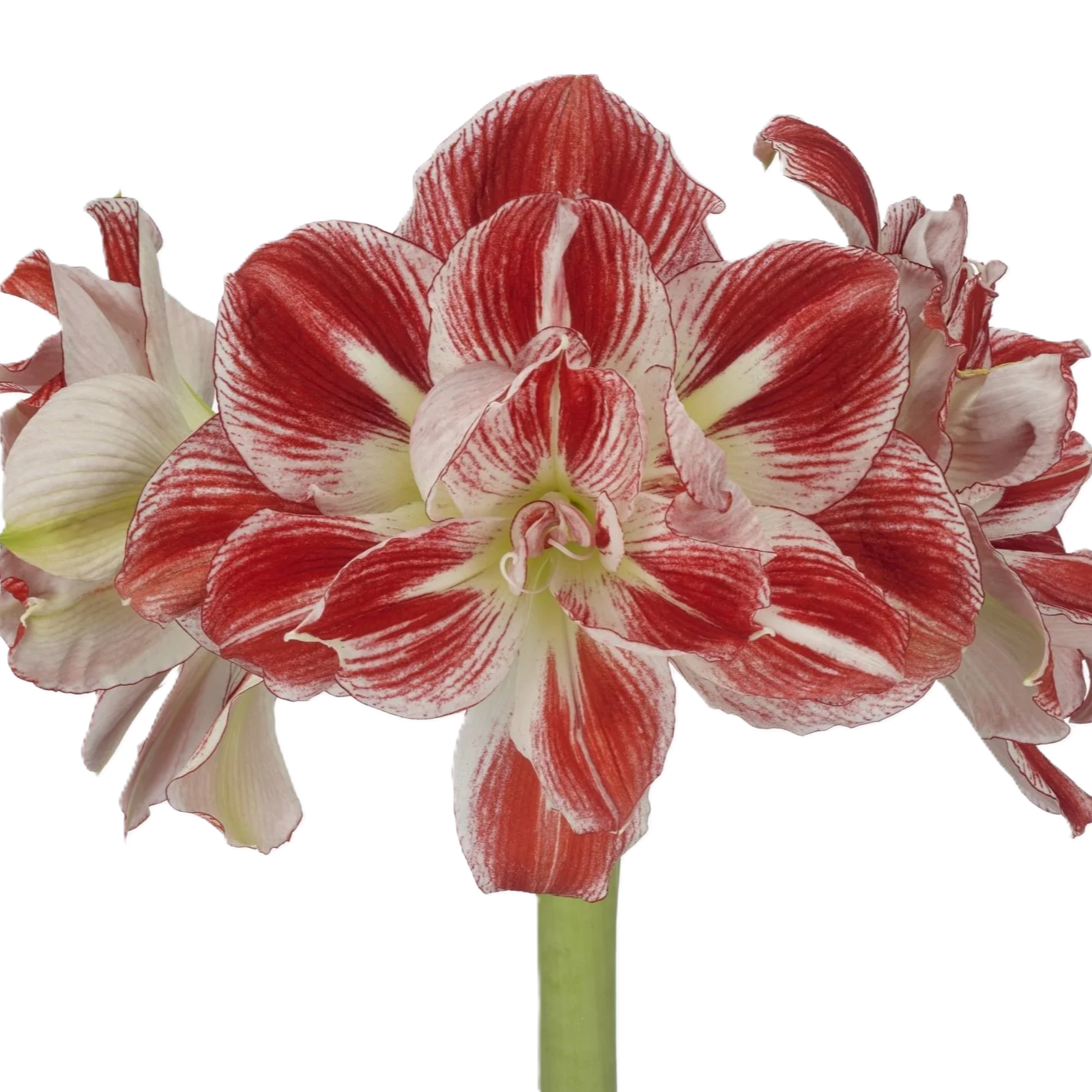 Amaryllis Krt.rot-creme/weiss Dazzling Majesty x 12