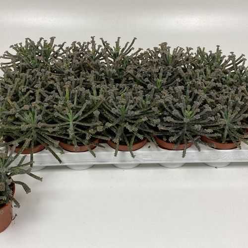 Kal. Tubiflora T08,5 H15
