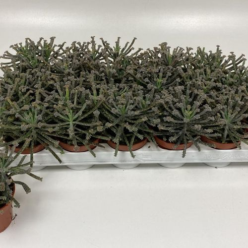 Kal. Tubiflora T08,5 H15