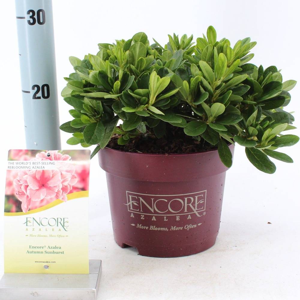 Rhododendron rosa Encore Sunburst T19 H030