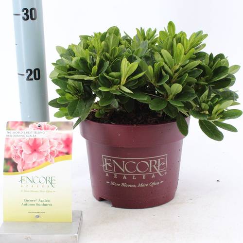 Rhododendron rosa Encore Sunburst T19 H030