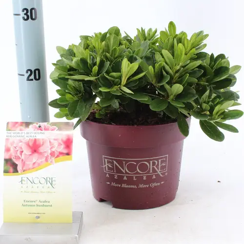 Rhododendron rosa Encore Sunburst T19 H030