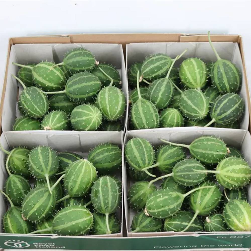 Cucumis grün Canoxii