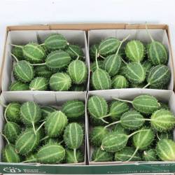 Cucumis grün Canoxii