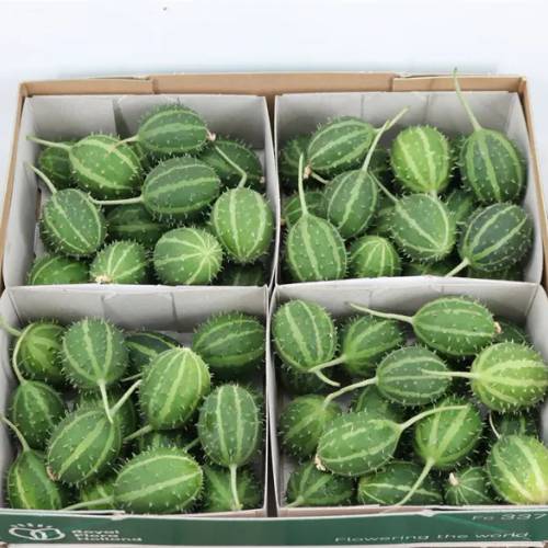 Cucumis grün Canoxii