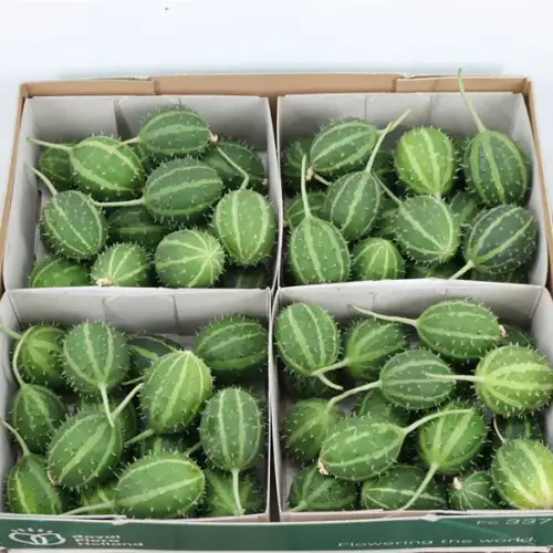 Cucumis grün Canoxii