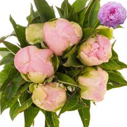 Pfingstrose pink Giant 60cm