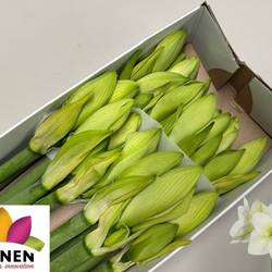 Amaryllis Krt.weiss Arinto x 15