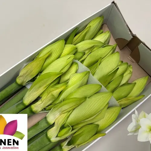 Amaryllis Krt.weiss Arinto x 15