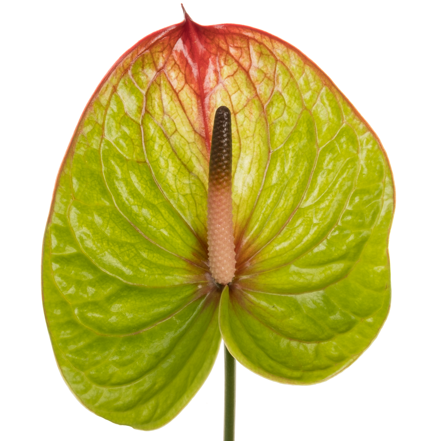 Anthurium grün/rot Absolute Blüte 9cm