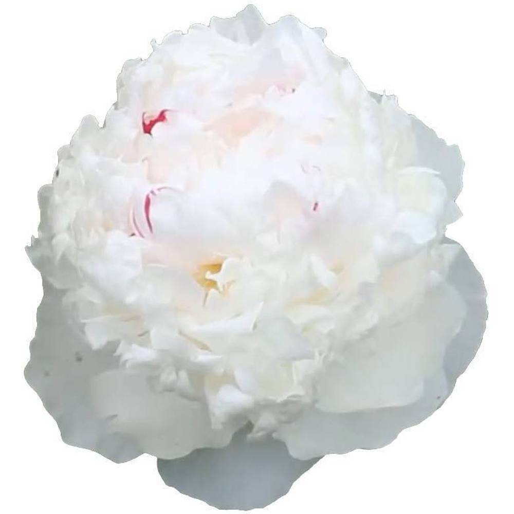 Pfingstrose hell rosa gefüllt Iceberg 50cm