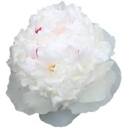 Pfingstrose hell rosa gefüllt Iceberg 50cm