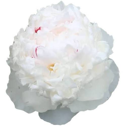 Pfingstrose hell rosa gefüllt Iceberg 50cm