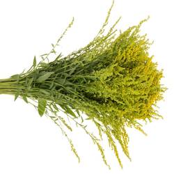 Solidago gelb mini Gold 30Gramm 70cm