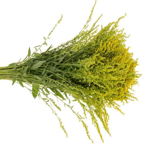 Solidago gelb mini Gold 30Gramm 70cm