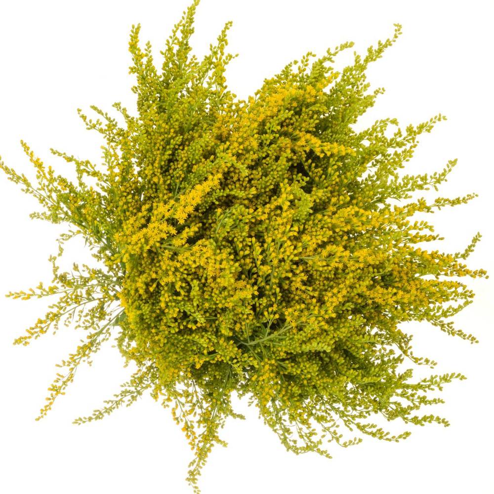Solidago gelb mini Gold 30Gramm 70cm