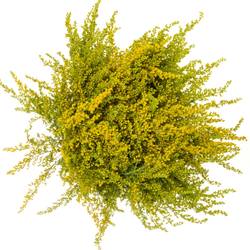 Solidago gelb mini Gold 30Gramm 70cm