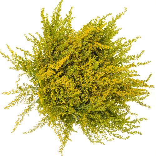 Solidago gelb mini Gold 30Gramm 70cm