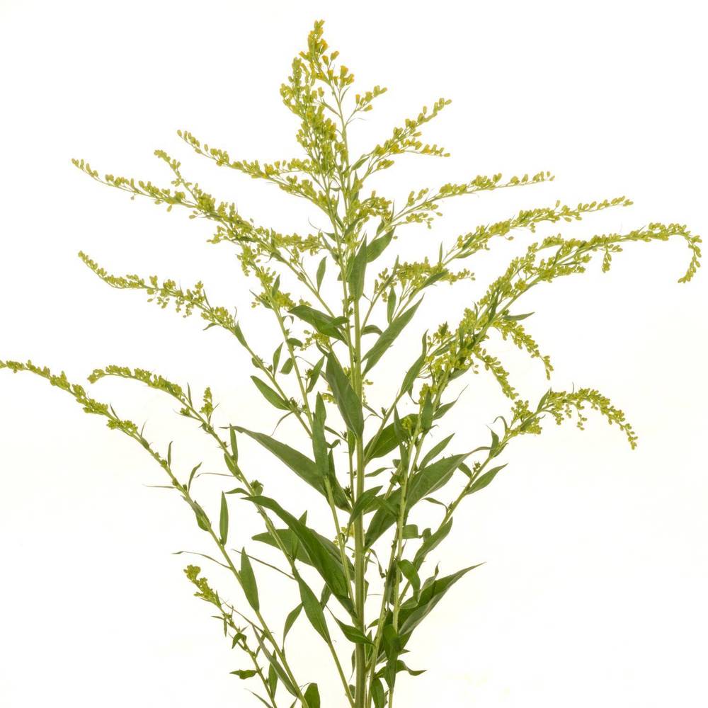 Solidago gelb mini Gold 30Gramm 70cm
