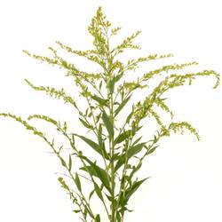 Solidago gelb mini Gold 30Gramm 70cm
