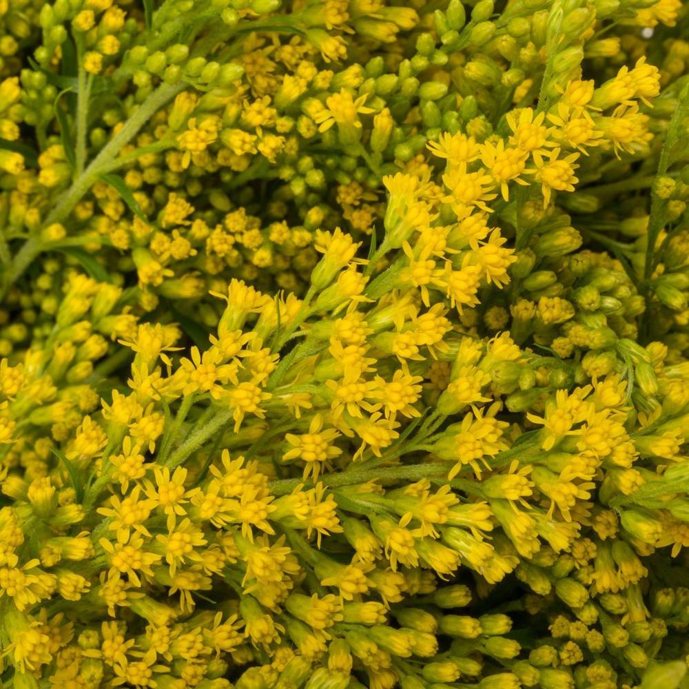 Solidago gelb mini Gold 30Gramm 70cm