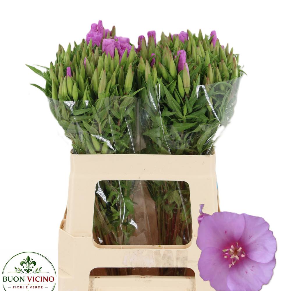 Godetia lila Lavendel 55cm