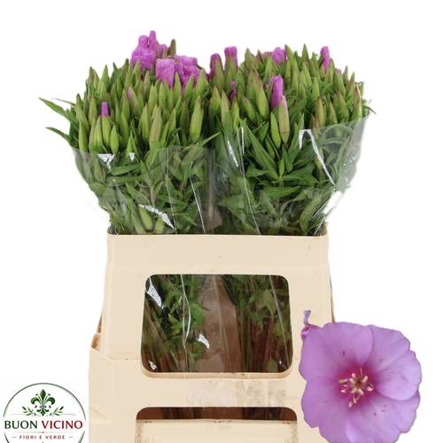 Godetia lila Lavendel 55cm