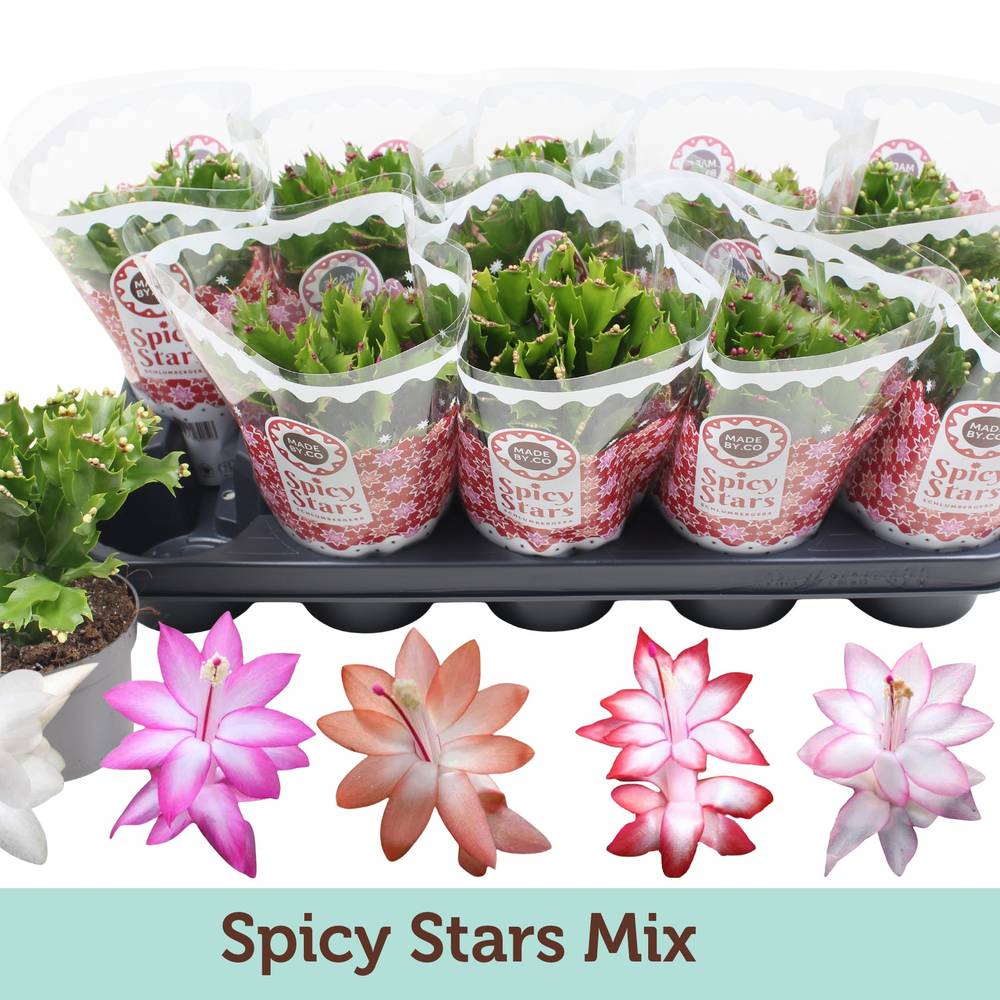 Schlumberg.mix Spicy Stars T10,5 H025