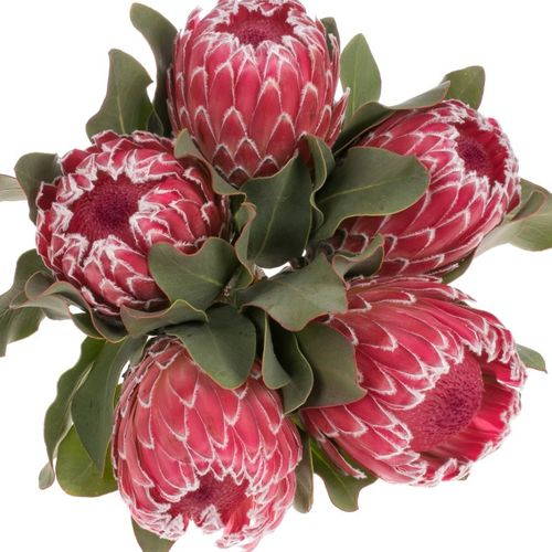 Protea rot Empress 50cm