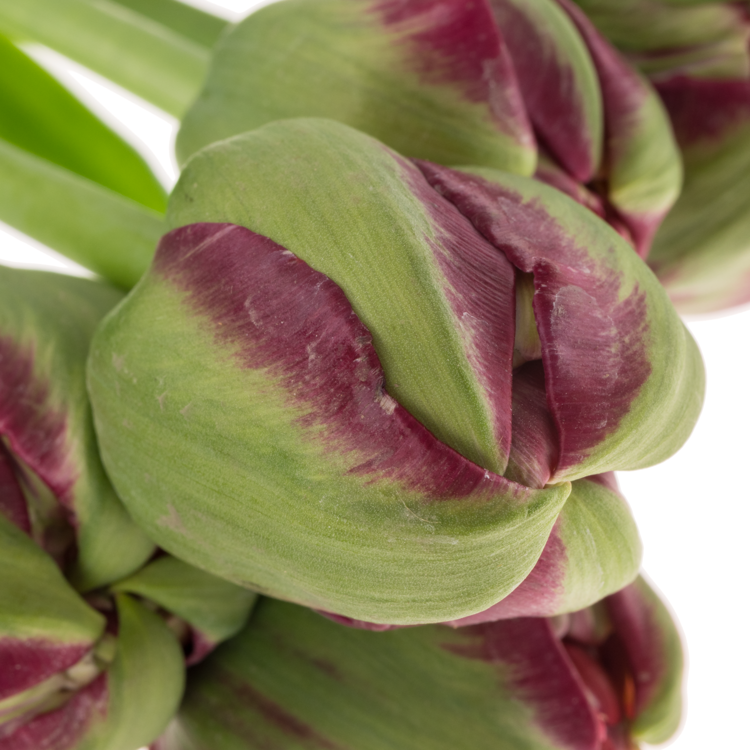 Franz.dunkel lila Parrot Secret parrot 36 Gramm 50cm