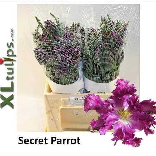 Franz.dunkel lila Parrot Secret parrot 36 Gramm