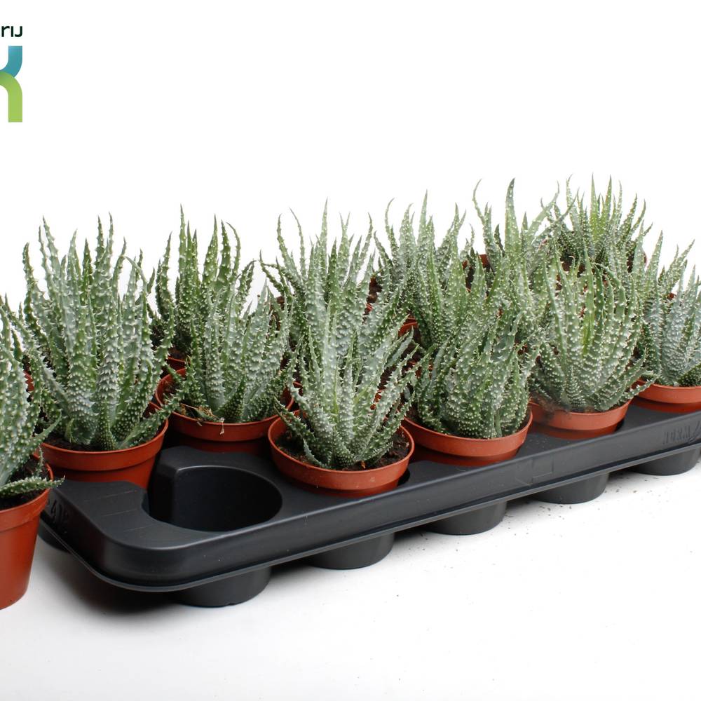 Aloë Humulis T08,5 H15