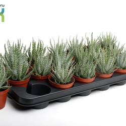 Aloë Humulis T08,5 H15