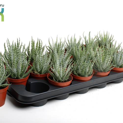 Aloë Humulis T08,5 H15